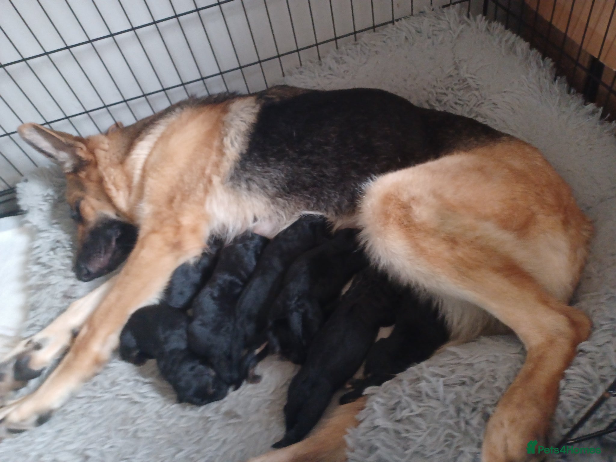 German Shepherd dogs German shepherd puppies  - Advert 5