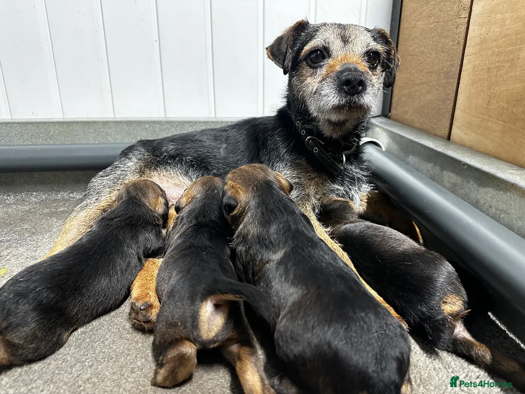 Border Terrier dogs for sale: KC Border Terrier Puppies - Advert 4