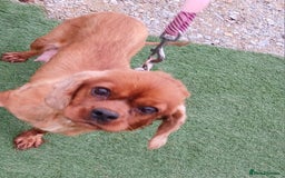 Cavapoo dogs for sale: Red cavapoo pups - Advert 7