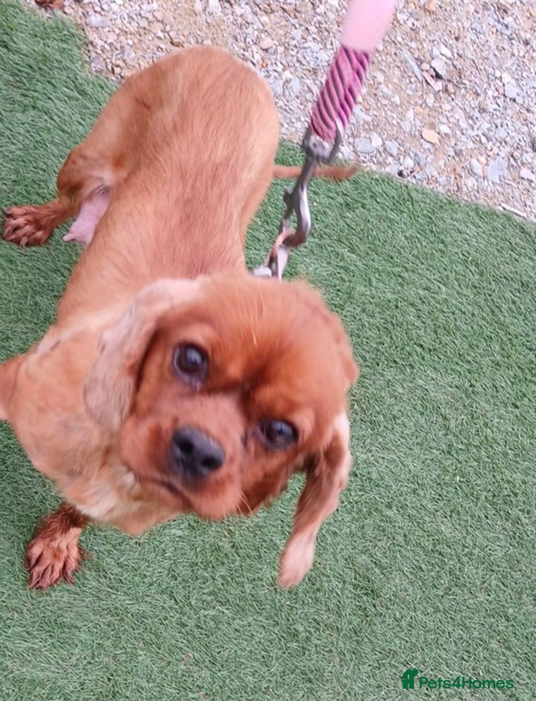 Cavapoo dogs for sale: Red cavapoo pups - Advert 7