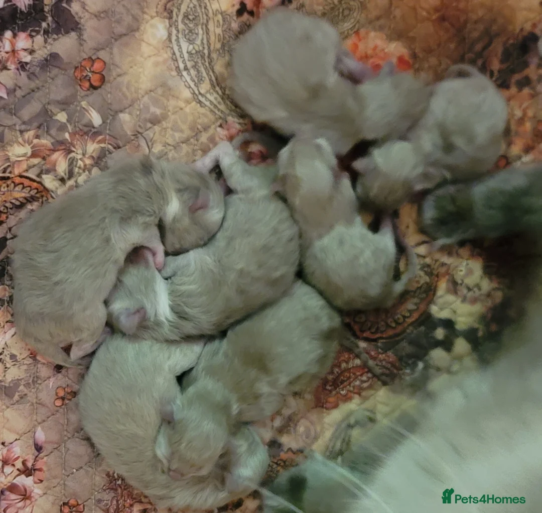 Ragdoll cats for stud: TICA Active blue mitted *True Mink*stud DNA TESTED in Farnborough - Advert 5