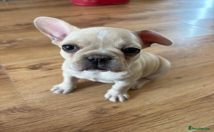 French Bulldog dogs - Advert 3