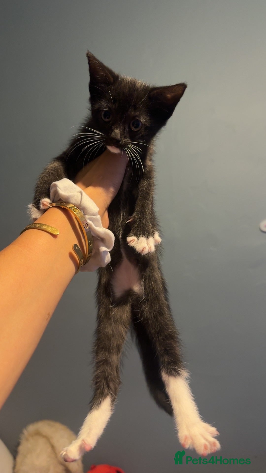 Mixed Breed cats Please read description  - Advert 11