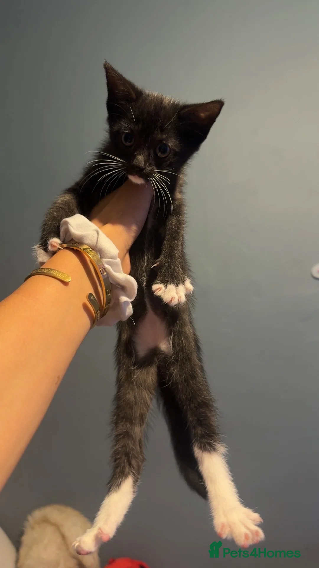Mixed Breed cats for sale: Kittens - Advert 2