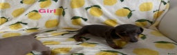 Dachshund dogs for sale: Gorgeous Isabella+tan little boy - Advert 30