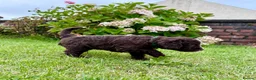 Spanish Water Dog dogs for sale: KC Spanish Water Dog Pups-Coastal Raised with ENS  - Advert 12