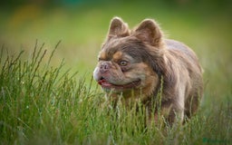 French Bulldog dogs for stud: NEWSHADE ISABELLA FLUFFY STUD - Image 6