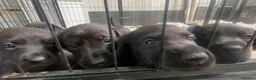 Labrador Retriever dogs for sale: KC registered black Labrador retriever pups  - Advert 5