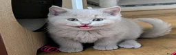 British Shorthair cats for sale: 💕Exceptional Cream British Shorthair Kittens💕💕 - Advert 12