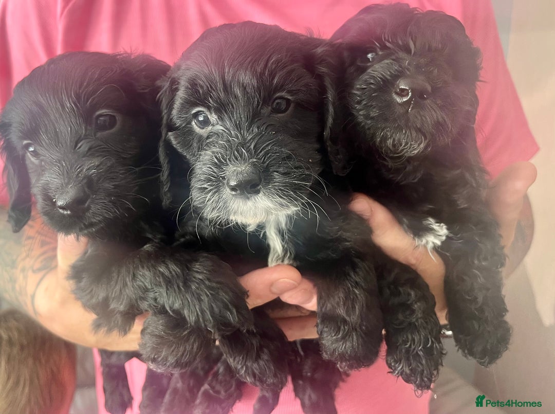 Cockapoo dogs for sale: Adorable F2 Cockapoos Puppies - Image 1