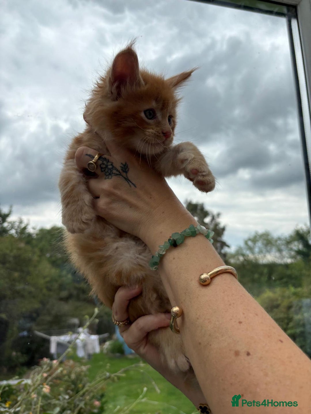 Maine Coon cats for sale: Registered Maine coon kittens  - Image 8