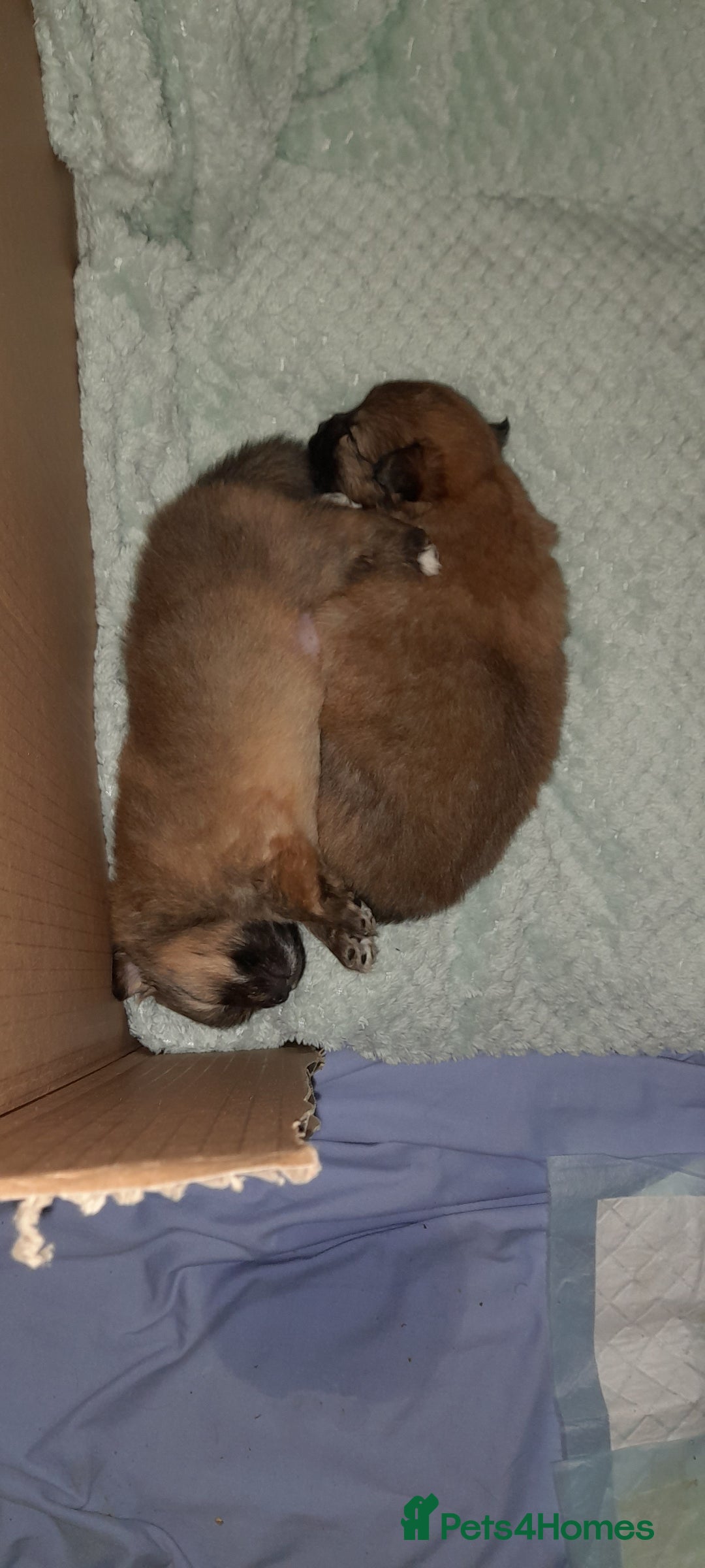 Pomchi dogs for sale: Boy pomchis  - Advert 3