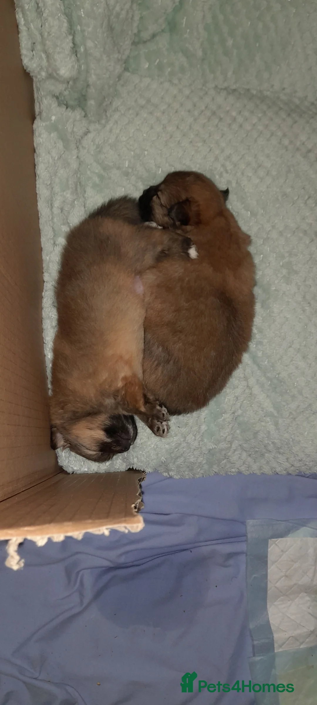 Pomchi dogs for sale: Boy pomchis  - Advert 4