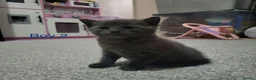 Mixed Breed cats for sale: 2 loving playful kittens look - Advert 3