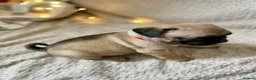 Pug dogs for sale: Boys Boys Boys!! Gorgeous litter of handsome males in Kidderminster - Advert 33