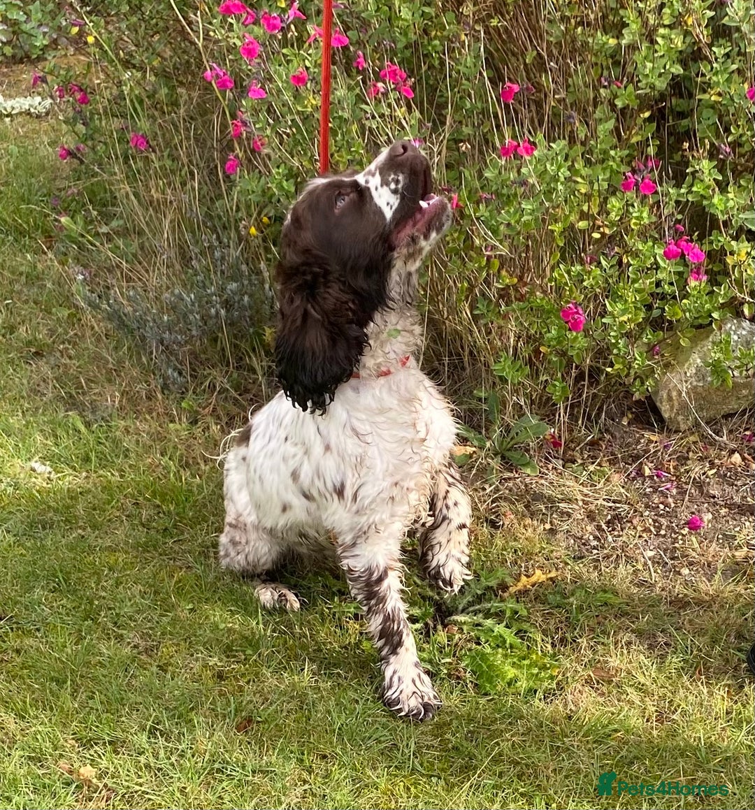 Cocker Spaniel dogs for sale: Adorable show cocker spaniel - Advert 8