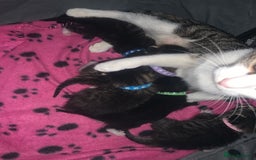 Mixed Breed cats for sale: beautiful kittens  - Image 3