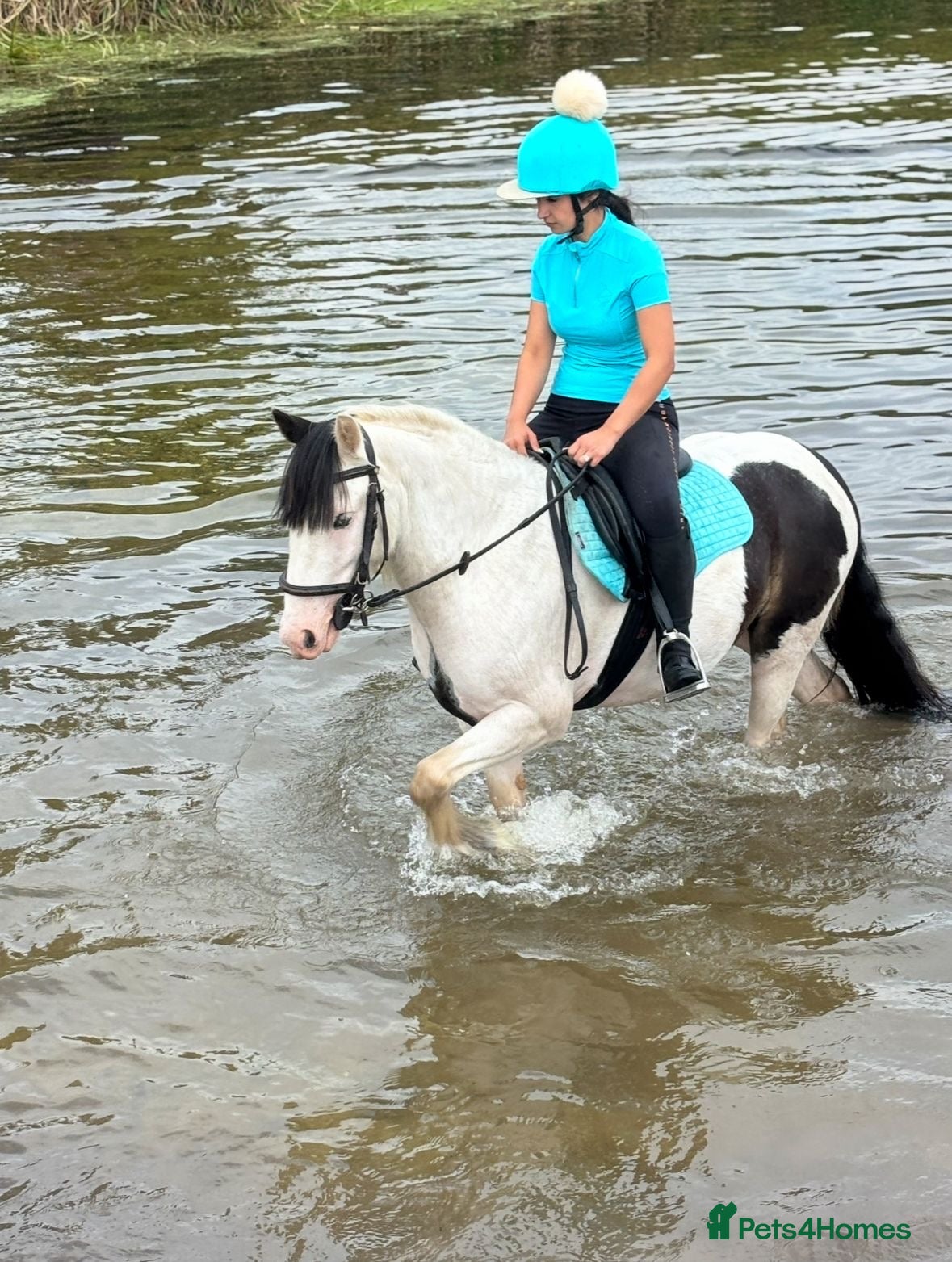 Paint horses Foot perfect pony  - Advert 4