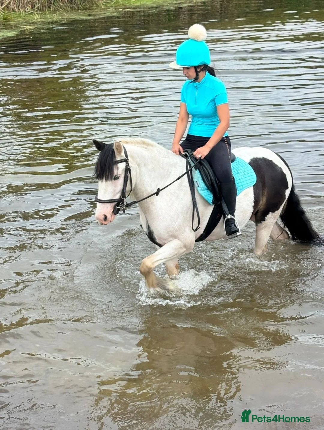 Paint horses for sale: Foot perfect pony  - Advert 3