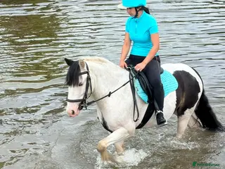 Paint horses Foot perfect pony - Advert 4