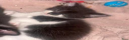 Mixed Breed cats for sale:    🐾 Beautiful Black & White Kittens 🐾 - Advert 6