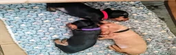 Miniature Dachshund dogs for sale: Beautiful true miniature Dachshund  - Advert 9