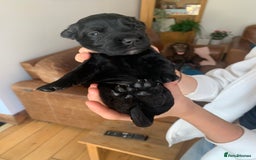 Sprocker dogs for sale: Gorgeous sprocker spaniel puppies  - Image 4