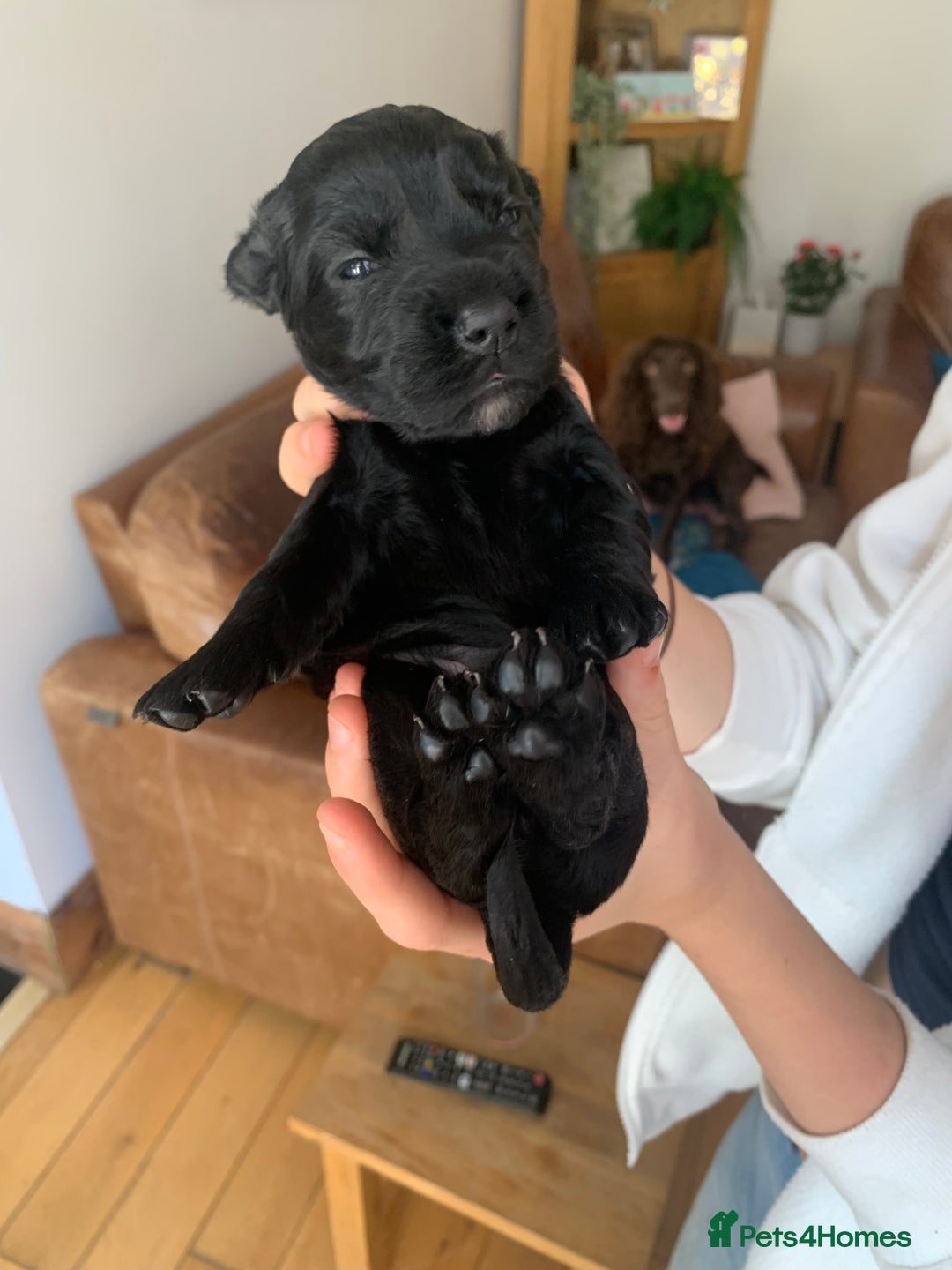 Sprocker dogs for sale: Gorgeous sprocker spaniel puppies  - Image 4
