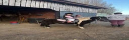 Dartmoor horses for sale: Ponys - Advert 1