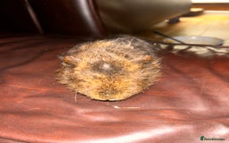 Guinea Pig rodents for sale: 2 guneai pigs for sale  - Image 5