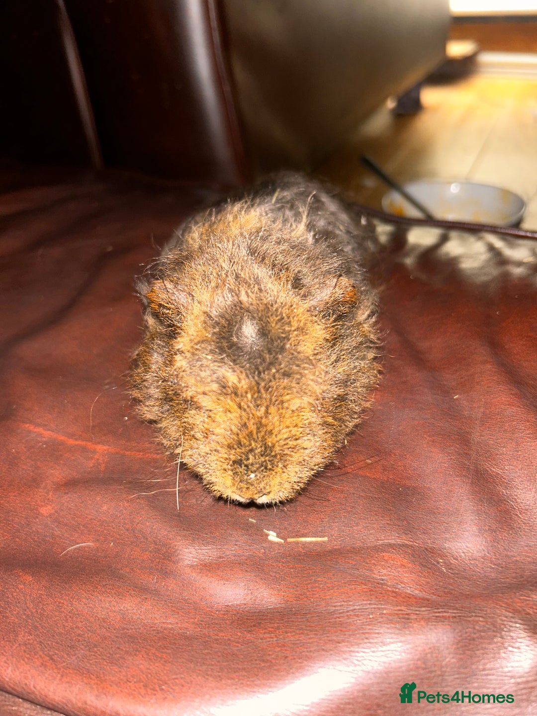 Guinea Pig rodents for sale: 2 guneai pigs for sale  - Image 5
