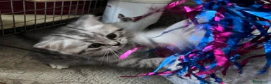British Shorthair 4
