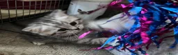 British Shorthair cats for sale: GCCF reg BSH Black silver tabby kittens - Advert 18