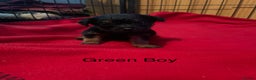 Border Terrier dogs for sale: Border Terrier Pups - Advert 10