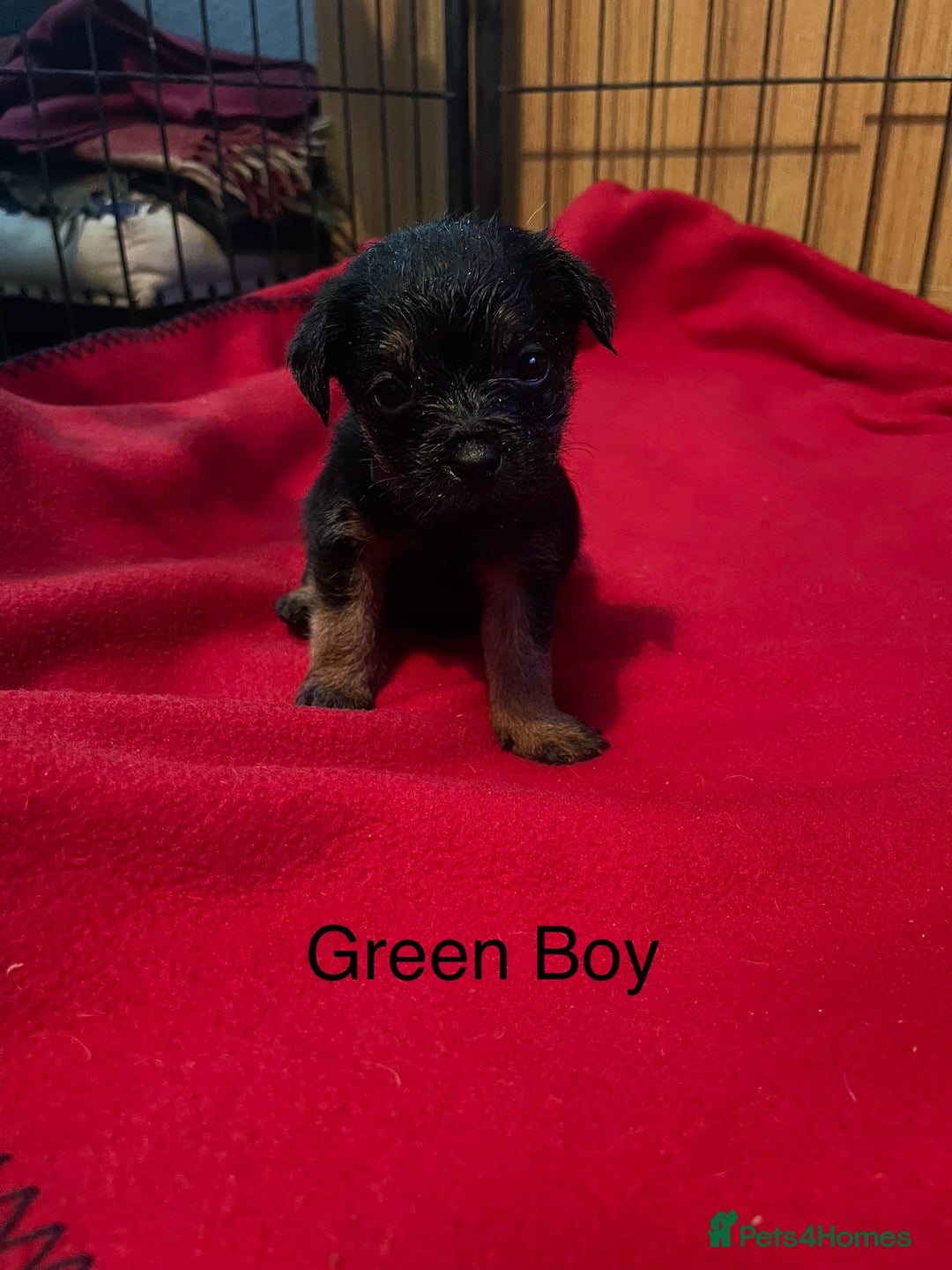 Border Terrier dogs for sale: Border Terrier Pups - Advert 10