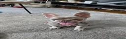 French Bulldog dogs for sale: Female Lilac French Bulldog Puppy Bella - Advert 2