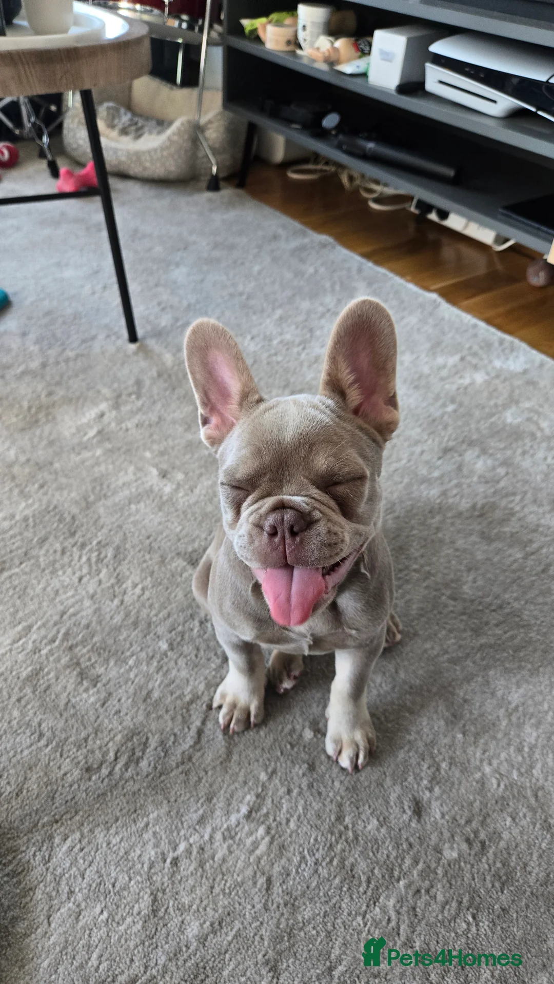 French Bulldog dogs for sale: Female Lilac French Bulldog Puppy Bella - Advert 2