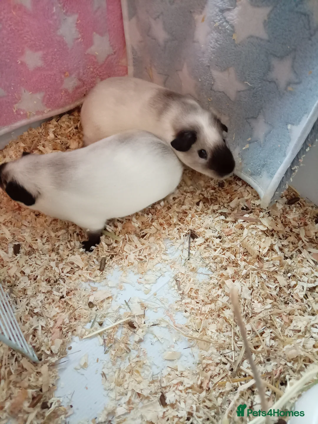 Guinea Pig rodents for sale: Californian Guinea Pigs  - Advert 3
