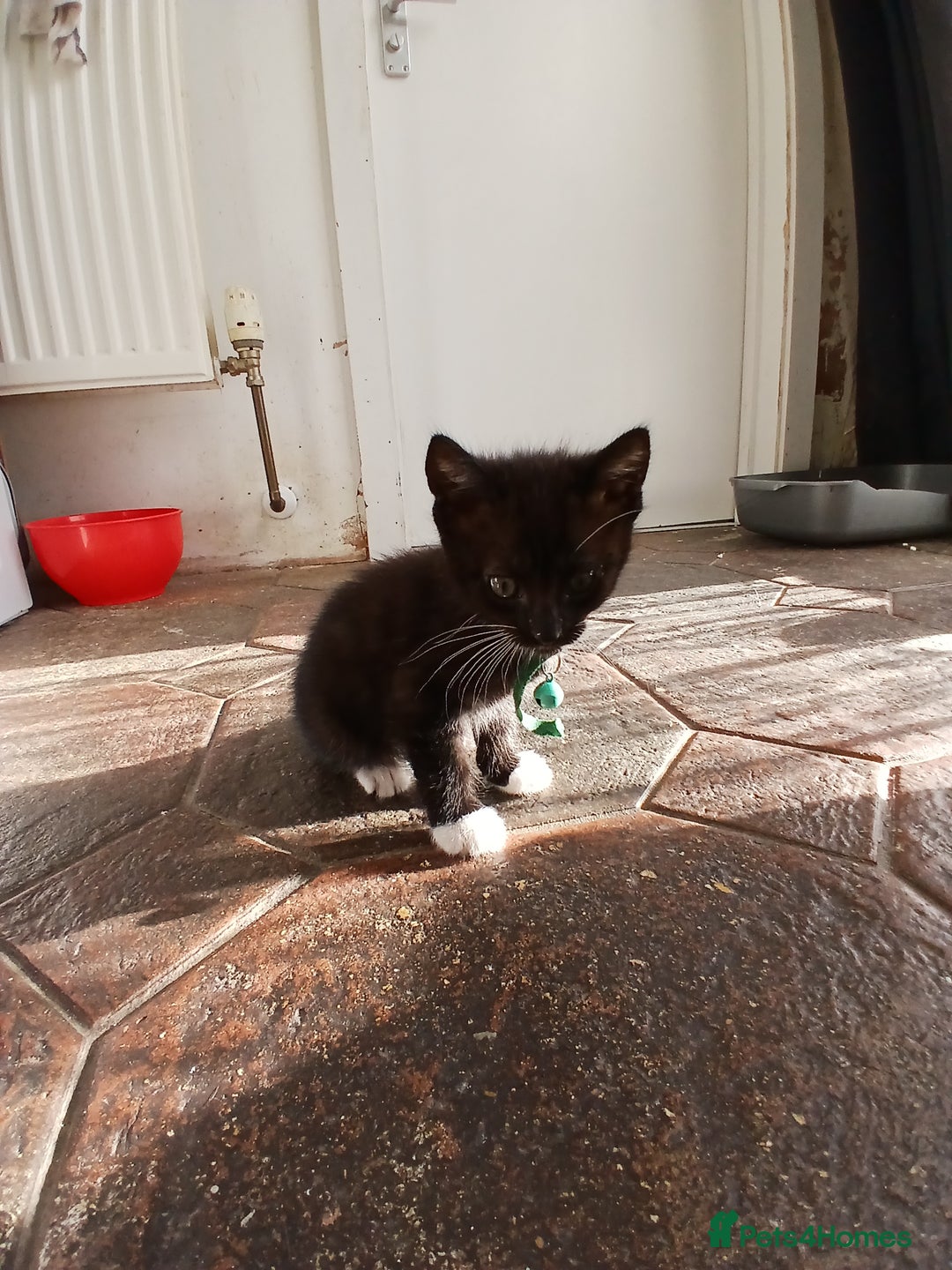 Mixed Breed cats for sale: 6 Kittens looking for new forever homes - Advert 16