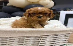 Cavalier King Charles Spaniel dogs for sale: ONE RUBY BOY LEFT Cavalier King Charles  - Image 14