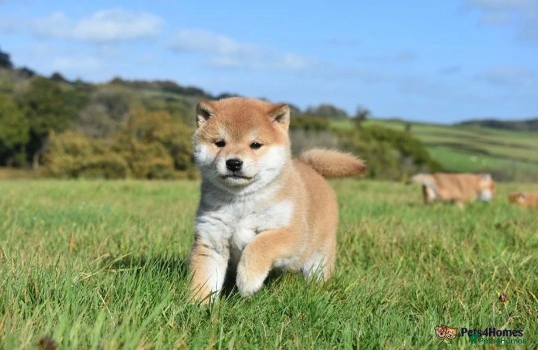 Japanese Shiba Inu dogs for sale: Beautiful Japanese Shiba Inu Puppies - Image 1