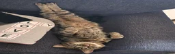 Mixed Breed cats for sale: Basboos - Advert 2