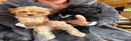 Shihpoo dogs for sale: Shihpoo Puppies  in Derby - Advert 1