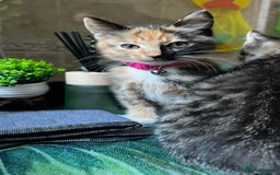 Bengal cats for sale: 2Beautiful kittens Left - Image 8