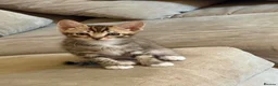 Domestic Shorthair cats for sale: 10 week old kitten in Woodbridge - Advert 3