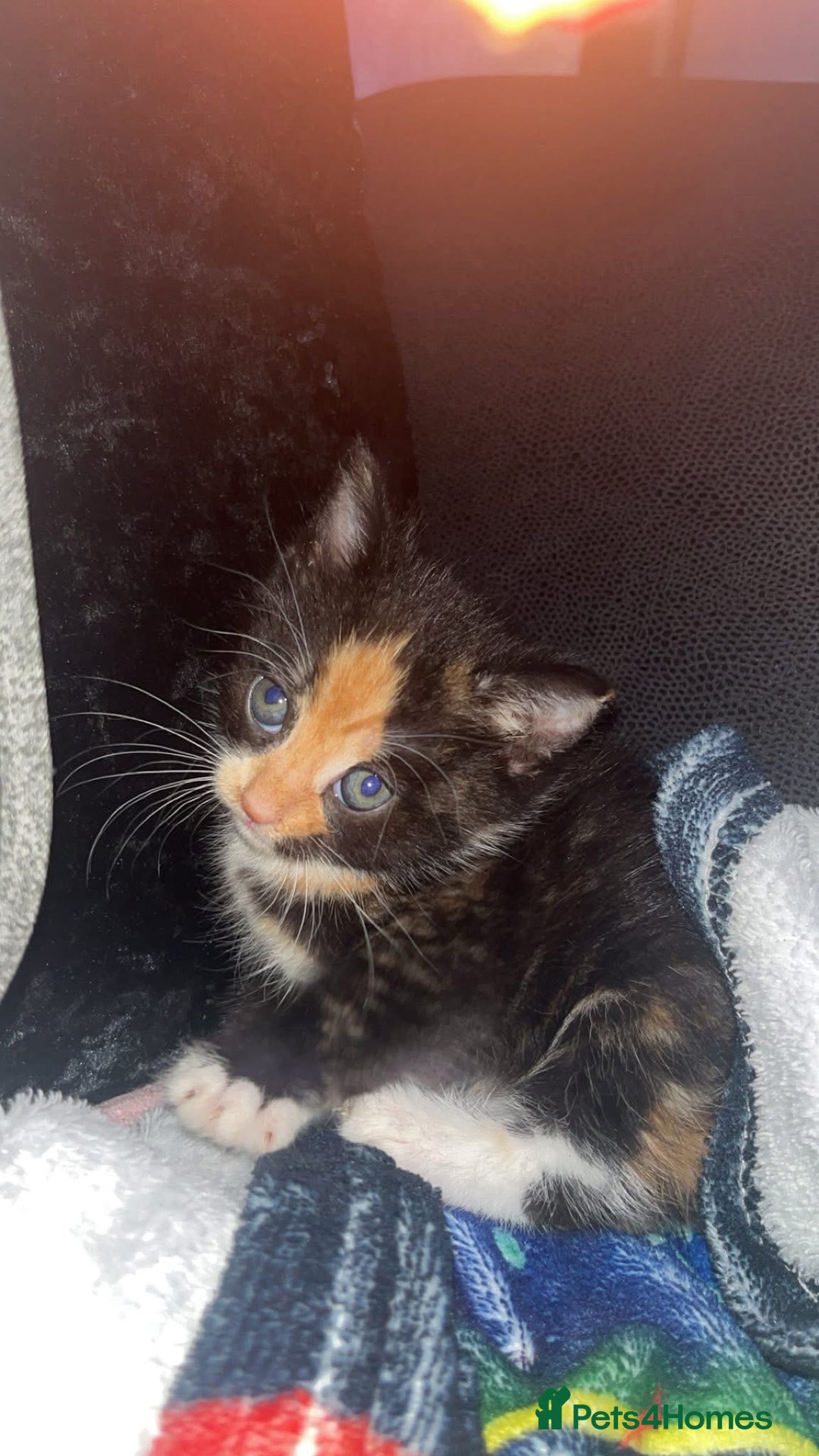 Mixed Breed cats for sale: Beautiful litter of kittens for sale  - Advert 1