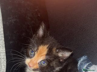 Mixed Breed cats Beautiful litter of kittens for sale - Advert 10