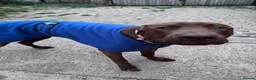 Mixed Breed dogs for adoption: Teddy in Wellingborough - Advert 2