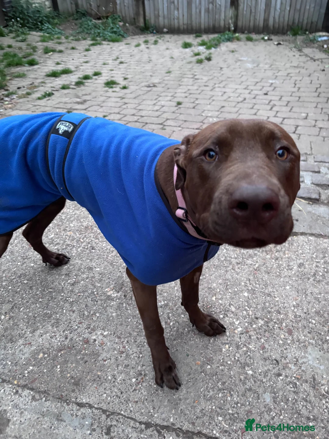 Mixed Breed dogs for adoption: Teddy in Wellingborough - Advert 2