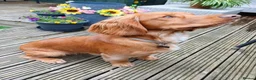Cocker Spaniel dogs for stud: KC registered Working Cocker Spaniel. in Consett - Advert 1